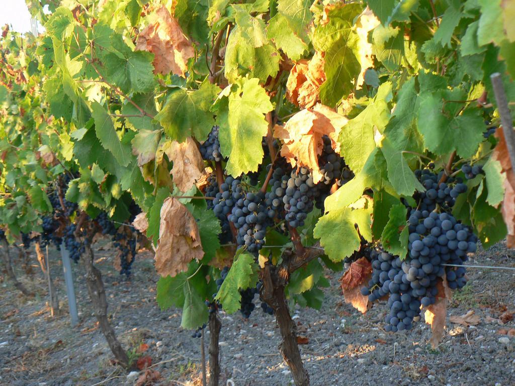 Pessighette Dimora Di Campagna Bosa